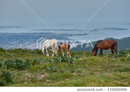 Wild horses grazing on the grass at Alto de Xiabre with the Arousa estuary in the background, Galicia Wild horses grazing on the grass at Alto de Xiabre with the Arousa estuary in the background, Galicia 139880986