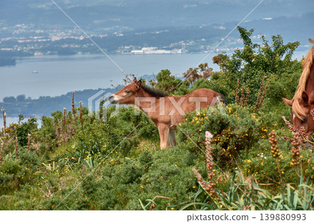 Wild horses grazing on the grass at Alto de Xiabre with the Arousa estuary in the background, Galicia Wild horses grazing on the grass at Alto de Xiabre with the Arousa estuary in the background, Galicia 139880993