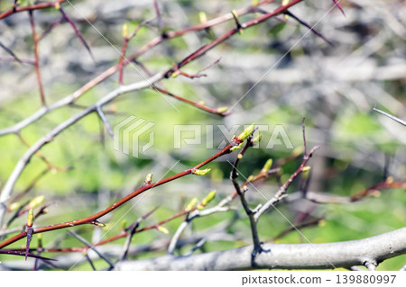 Crataegus succulenta branches with early spring buds in botanical garden Crataegus succulenta branches with early spring buds in botanical garden 139880997