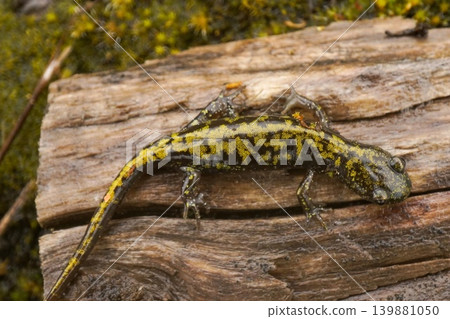 Closeup on a strikingly colored Western longtoed salamander, Ambystoma macrodactylum in Mid-Oregon Closeup on a strikingly colored Western longtoed salamander, Ambystoma macrodactylum in Mid-Oregon 139881050