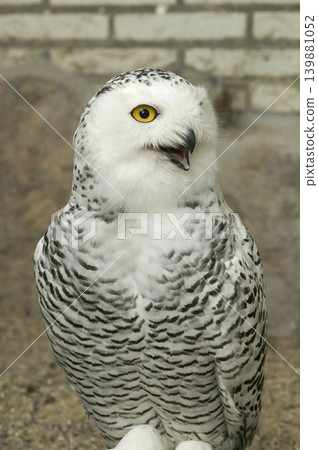 A close-up of a Snowy Owl with a mesmerizing gaze, showcasing its distinctive black and white plumage and striking yellow eyes. 139881052