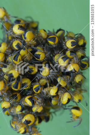 A close-up view of a dense cluster of newborn yellow and black spiders on a vibrant green background A close-up view of a dense cluster of newborn yellow and black spiders on a vibrant green background 139881055