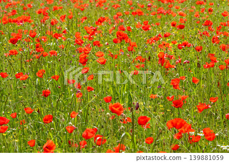 Vibrant Red Poppies in a Lush Green Meadow Under Bright Sunlight on a Beautiful Spring Day Vibrant Red Poppies in a Lush Green Meadow Under Bright Sunlight on a Beautiful Spring Day 139881059