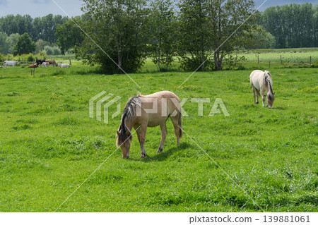 Pair of peaceful horses graze on a vibrant green pasture under a bright sky with distant trees Pair of peaceful horses graze on a vibrant green pasture under a bright sky with distant trees 139881061