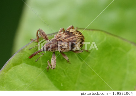 Closeup on a colorful small Bird-cherry weevil beetle, Anthonomus rectirostris on the edge of a green leaf Closeup on a colorful small Bird-cherry weevil beetle, Anthonomus rectirostris on the edge of a green leaf 139881064