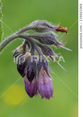 Closeup on a purple quaker comfrey wildflower, Symphytum officinale, against a green background Closeup on a purple quaker comfrey wildflower, Symphytum officinale, against a green background 139881069