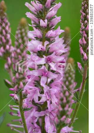 Closeup on a soft pink flowering Spiked speedwell flower, Veronica spicata 139881077