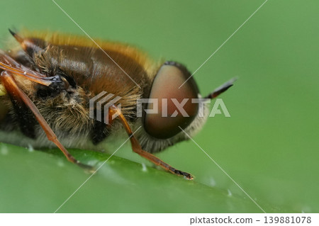 Extreme Macro View of a on a European soldier fly, the ornate brigadier, Odontomyia ornata with Prominent Compound Eye and Hairy Body on a Green Leaf Surface 139881078