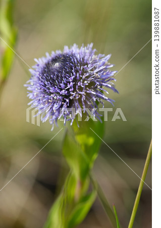 Closeup on the blue flowering common ball flower, Globularia bisnagarica in Viroin , Belgium 139881087