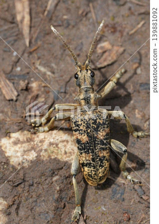 Closeup on the large Two-banded Longhorn Beetle , Rhagium sycophanta Closeup on the large Two-banded Longhorn Beetle , Rhagium sycophanta 139881092