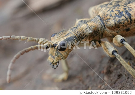 Extreme facial closeup on the large Two-banded Longhorn Beetle , Rhagium sycophanta Extreme facial closeup on the large Two-banded Longhorn Beetle , Rhagium sycophanta 139881093