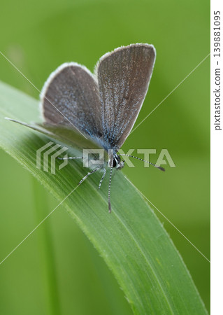 The endangered small Blue Butterfly, Cupido minimus Perch on Green Leaf in Vibrant Summer Garden Amidst Nature's Gentle Embrace The endangered small Blue Butterfly, Cupido minimus Perch on Green Leaf in Vibrant Summer Garden Amidst Nature's Gentle Embrace 139881095