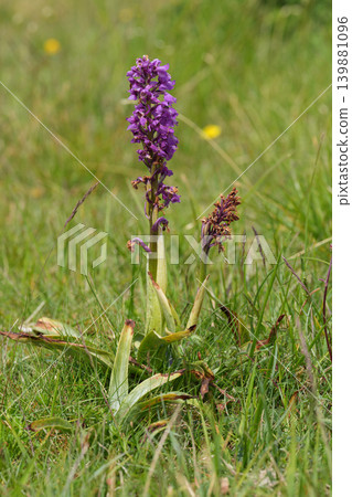 Vibrant early-purple orchid or spring orchis, Orchis mascula Wildflower Bloom in a Lush Green Field on a Sunny Day Vibrant early-purple orchid or spring orchis, Orchis mascula Wildflower Bloom in a Lush Green Field on a Sunny Day 139881096