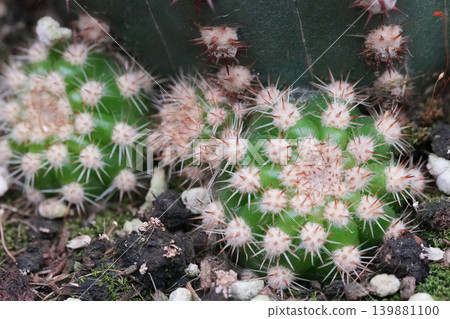 Two Vibrant Green Cactus Plants with Delicate White Spikes Emerge from Earthy Soil in Close-up View Two Vibrant Green Cactus Plants with Delicate White Spikes Emerge from Earthy Soil in Close-up View 139881100