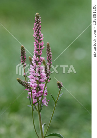 Closeup on a pink Spiked speedwell ornamental plant, Veronica spicata , on a natural green background. Closeup on a pink Spiked speedwell ornamental plant, Veronica spicata , on a natural green background. 139881106