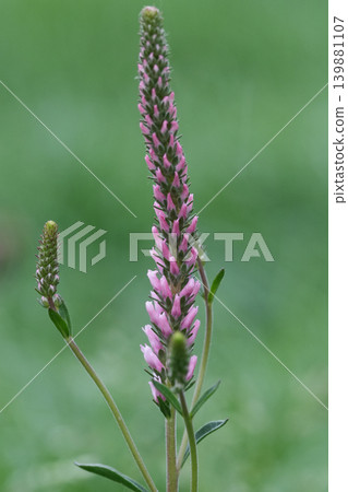 Closeup on a pink Spiked speedwell ornamental plant, Veronica spicata , on a natural green background. Closeup on a pink Spiked speedwell ornamental plant, Veronica spicata , on a natural green background. 139881107