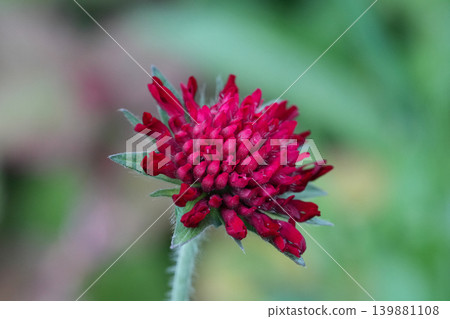 Closeup on the dark red colored Macedonian scabious flower, Knautia macedonica against a green blurred background Closeup on the dark red colored Macedonian scabious flower, Knautia macedonica against a green blurred background 139881108