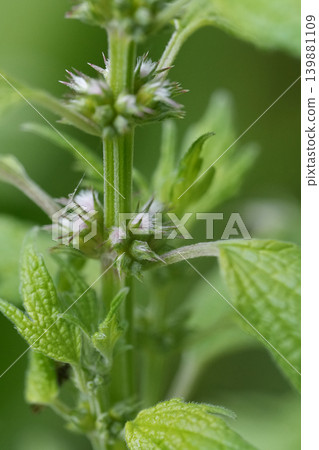 Closeup on emerging pink flowerbuds of Common motherwort , Leonurus cardiaca in the garden 139881109