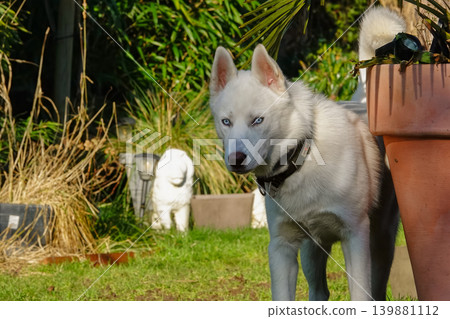 White Dog with Piercing Blue Eyes Stands Guard in a Sunny Green Garden by a Large Terracotta Pot White Dog with Piercing Blue Eyes Stands Guard in a Sunny Green Garden by a Large Terracotta Pot 139881112
