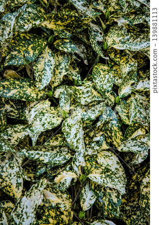 Vibrant Dappled Foliage Close-Up with Green and Cream Patterns for Nature-Inspired Designs 139881113