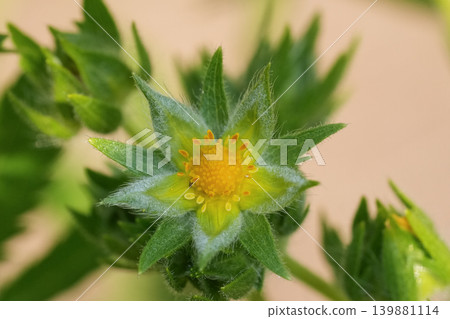 Closeup on a rough-fruited cinquefoil wildflower, Potentilla recta Closeup on a rough-fruited cinquefoil wildflower, Potentilla recta 139881114