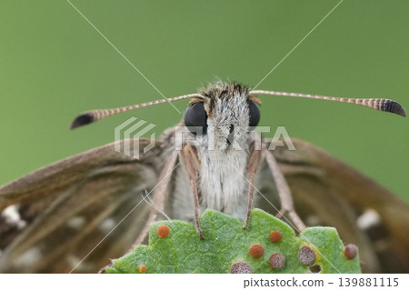 Facial closeup on a brown colored  European Mallow skipper,  Carcharodus alceae 139881115