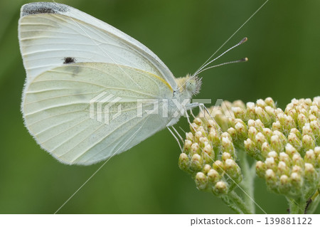 Closeup on a European Small white butterfly , Pieris rapae on an unopened yarrow flowerhead Closeup on a European Small white butterfly , Pieris rapae on an unopened yarrow flowerhead 139881122