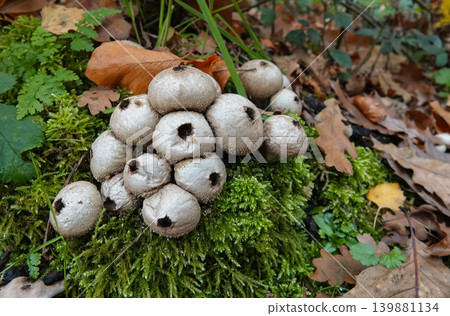 Closeup on a group of a common or warted puffball Lycoperdon perlatum on moss 139881134