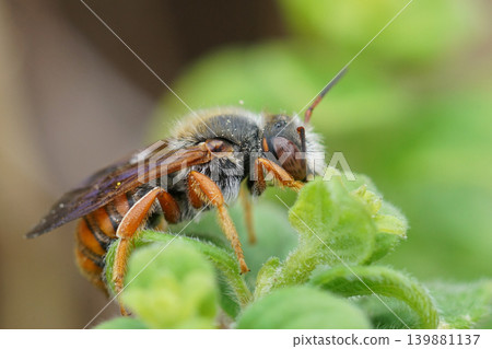 Closeup on the colorful Spotted red resin bee, Rhodanthidium sticticum sitting in the vegetation 139881137