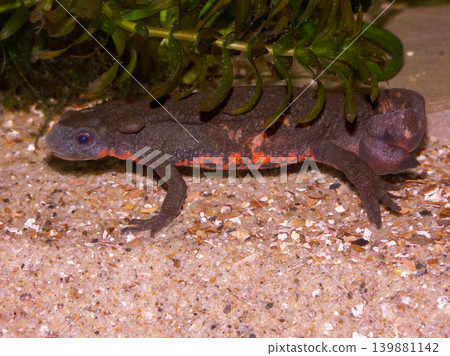 Closeup on a male Japanese fire-bellied newt, Cynops pyrrhogaster Closeup on a male Japanese fire-bellied newt, Cynops pyrrhogaster 139881142
