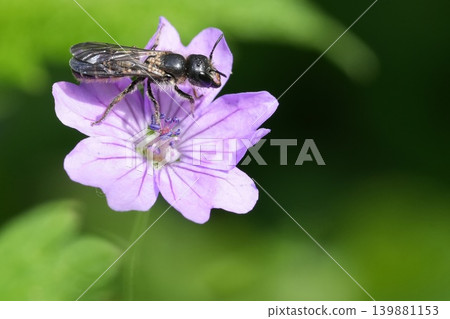 Closeup on a female European large scissor bee, Chelostoma florisomne on a purple flower in the garden Closeup on a female European large scissor bee, Chelostoma florisomne on a purple flower in the garden 139881153