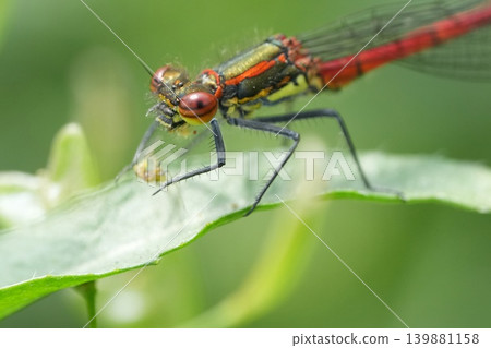 Closeup on a male European large red damselfly, Pyrrhosoma nymphula perched in green vegetation Closeup on a male European large red damselfly, Pyrrhosoma nymphula perched in green vegetation 139881158