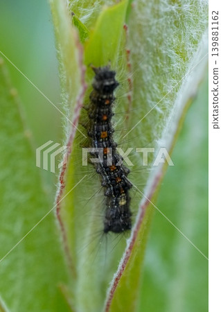 Closeup on the larvae of the North American or European gypsy moth, Lymantria dispar feeding on Willow in the garden Closeup on the larvae of the North American or European gypsy moth, Lymantria dispar feeding on Willow in the garden 139881162