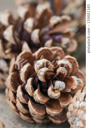 Close up of a brown dry natural pine cone, showcasing its textured scales and earthy tones, perfect for autumn Close up of a brown dry natural pine cone, showcasing its textured scales and earthy tones, perfect for autumn 139881165