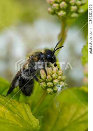Vertical closeup on a female grey-patched mining bee, Andrena nitida resting in vegetation in the garden Vertical closeup on a female grey-patched mining bee, Andrena nitida resting in vegetation in the garden 139881166