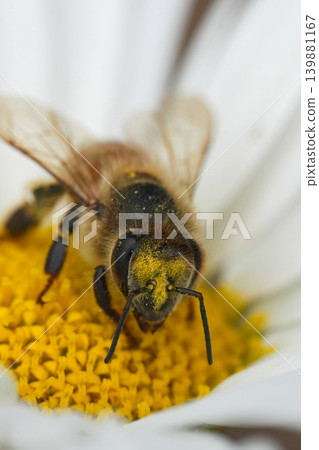 Close-up of a Busy Bee Collecting Pollen on a White Daisy in a Sunny Garden Environment Close-up of a Busy Bee Collecting Pollen on a White Daisy in a Sunny Garden Environment 139881167