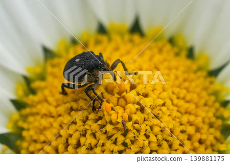 Closeup on the small brown Iris Weevil beetle, Mononychus punctumalbum, sitting on a daisy flower in the garden Closeup on the small brown Iris Weevil beetle, Mononychus punctumalbum, sitting on a daisy flower in the garden 139881175