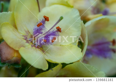 Close-up of a delicate yellow bloom with vibrant purple and orange stamens of Verbascum alpinum, Alpine mullein Close-up of a delicate yellow bloom with vibrant purple and orange stamens of Verbascum alpinum, Alpine mullein 139881181