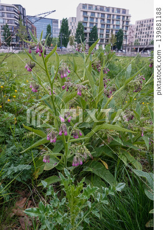 Purple flowers bloom in an urban green space with modern city buildings in the background on a cloudy day 139881188