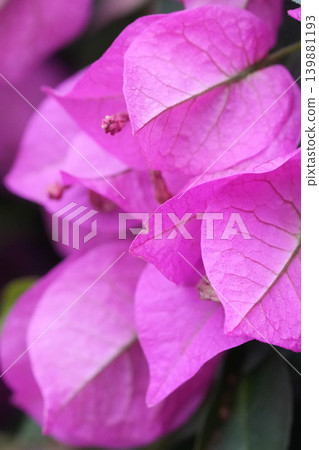 Vibrant magenta floral beauty close up with delicate petals and subtle green leaves in the background Vibrant magenta floral beauty close up with delicate petals and subtle green leaves in the background 139881193