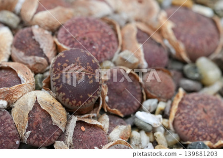 Closeup on dark clolore living stone plant, Lithops lesliei looking like small pebbles 139881203