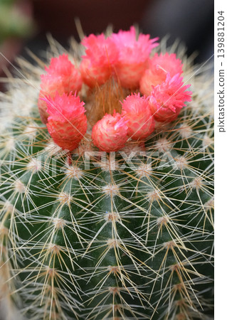 Close-up of a vibrant cactus with striking pink flowers showcasing nature delicate resilience and beauty Close-up of a vibrant cactus with striking pink flowers showcasing nature delicate resilience and beauty 139881204