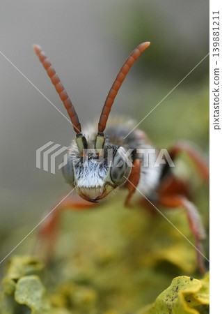 Extreme macro shot of small parasitic male bear-clawed Nomada bee, Nomada alboguttata sitting on a piece of wood Extreme macro shot of small parasitic male bear-clawed Nomada bee, Nomada alboguttata sitting on a piece of wood 139881211