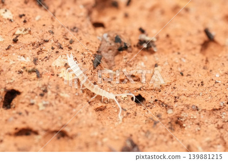 Extreme closeup on a small white juvenile Scutigerella species, a subterranean species which feeds on plants Extreme closeup on a small white juvenile Scutigerella species, a subterranean species which feeds on plants 139881215