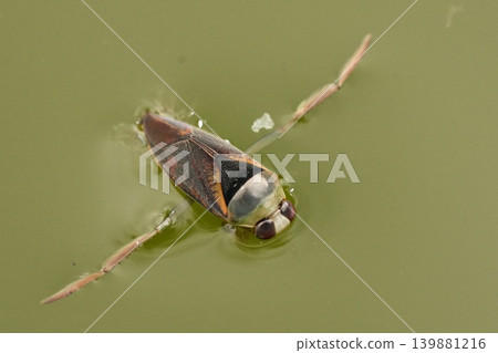 Water Boatman , Notonecta maculata Glide on Surface: Aquatic Bug in Pond, Nature Close-Up Gaze, Natural World Wonders, Harmony and Serenity Water Boatman , Notonecta maculata Glide on Surface: Aquatic Bug in Pond, Nature Close-Up Gaze, Natural World Wonders, Harmony and Serenity 139881216
