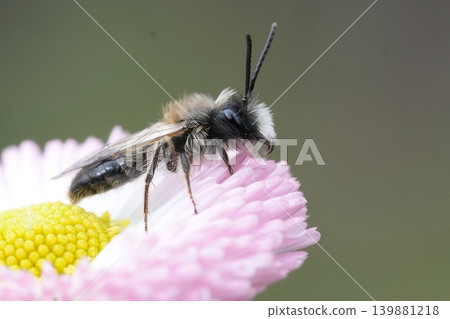 Colorful closeup on a male Large Sallow Mining bee, Andrena apicata on pink colored daisy flower Colorful closeup on a male Large Sallow Mining bee, Andrena apicata on pink colored daisy flower 139881218
