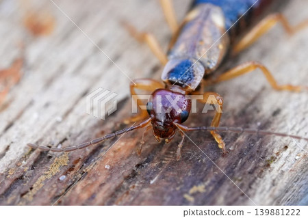 Closeup on a European earwig , Forficula auricularia on a piece of wood Closeup on a European earwig , Forficula auricularia on a piece of wood 139881222