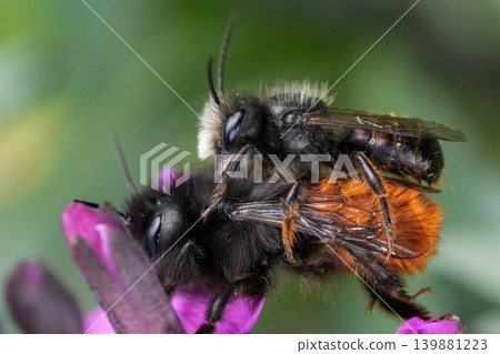 Closeup on a copulation male and female European horned orchard mason bee, Osmia cornuta on a purple flower in the garden 139881223