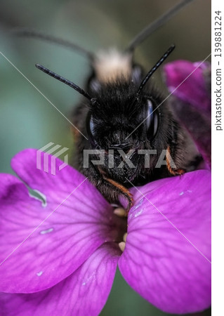 Closeup on a copulation male and female European horned orchard mason bee, Osmia cornuta on a purple flower in the garden Closeup on a copulation male and female European horned orchard mason bee, Osmia cornuta on a purple flower in the garden 139881224