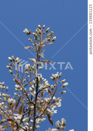 Closeup on a rich white flowering Blooming serviceberry, Amelanchier lamarckii against a clear blue sky Closeup on a rich white flowering Blooming serviceberry, Amelanchier lamarckii against a clear blue sky 139881225
